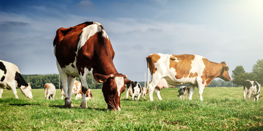 Biogas